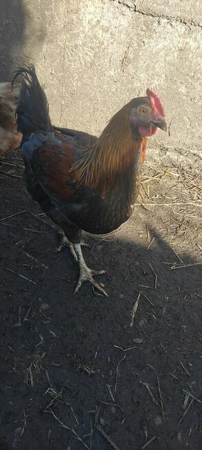 Młode Koguty i Koguty Perliczki na Sprzedaż