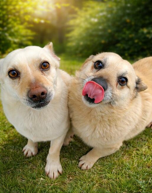 Dwa wesołe psy pełne energii do Twojego ogrodu! Młode, zdrow