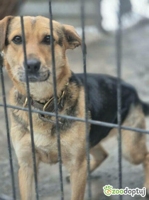 BETI - fantastyczna sunia szuka najlepszego domu