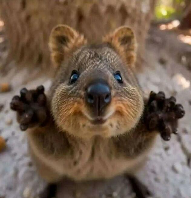 Poznam Wesołą Normalną Szczerą Kobietę