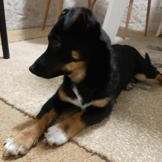 Pyza-niewielka 6 miesięczna suczka/ szczeniak czeka na dom