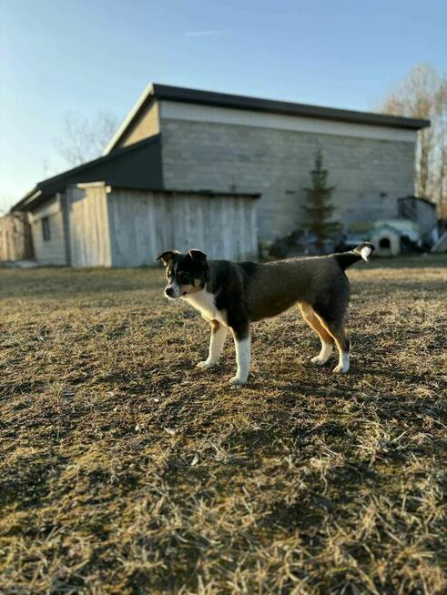 Młoda cudowna porzucona sunia czeka na kochający dom