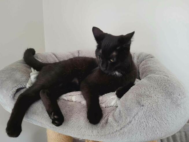 Cudna Hanusia wypatruje domku pełnego miłości!