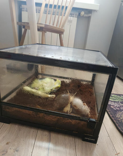 XXXL ️Ślimaki Afrykańskie •Lissachatina Achatina fulic. Wwa