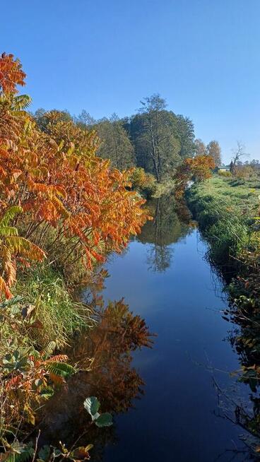 Działka budowalna obok lasu , rzeki Nidy Oksa