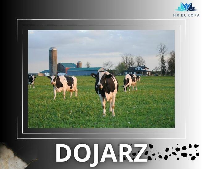 RACA NA FARMIE W NIEMCZECH – DOJARZ POSZUKIWANY!