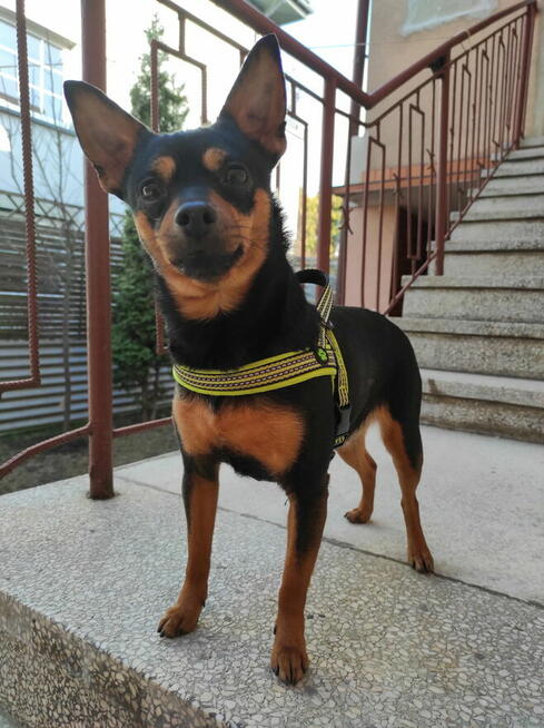 ODDAM ZA DARMO PINCZERA MINIATURKĘ – SUCZKA BELLA, 5 LAT