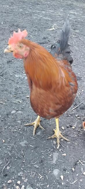 Młode Koguty i Koguty Perliczki na Sprzedaż