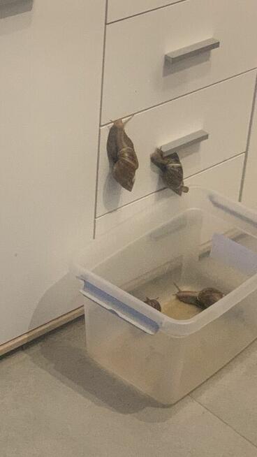 XXXL ️Ślimaki Afrykańskie •Lissachatina Achatina fulic. Wwa