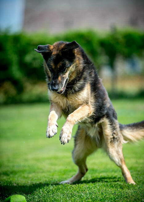 Leo – wierny przyjaciel na wspólne lata