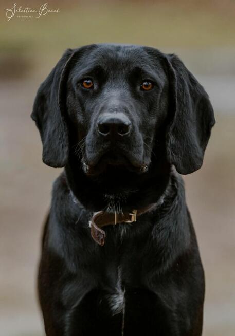 Ivan cudowny pies szuka swojego domu