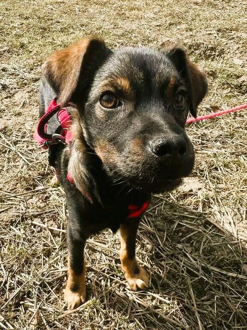 BOLUŚ - skrzywdzone psie dziecko szuka domu