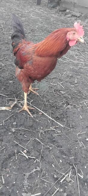 Młode Koguty i Koguty Perliczki na Sprzedaż