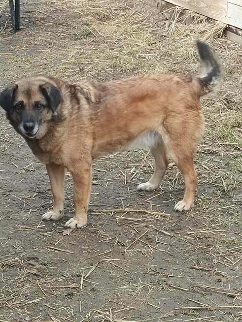 Królowiak pilnie poszukuje domku