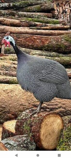 Młode Koguty i Koguty Perliczki na Sprzedaż