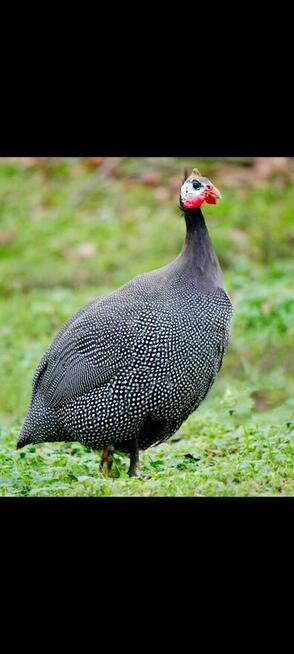 Koguty i Koguty Perliczki