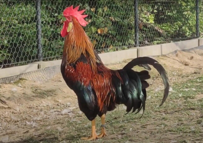 Kurczęta - Kurka Włoszka - Czystej Krwi - Różnobarwne Kury