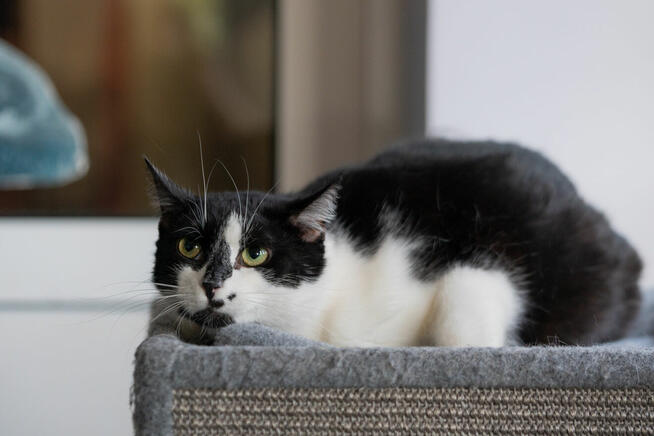 Kotek Fajer szuka domu -schronisko Zgierz-aktualne