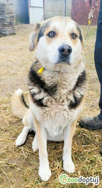 SZOGUN - spokojny, kochany psiak szuka dobrego domu