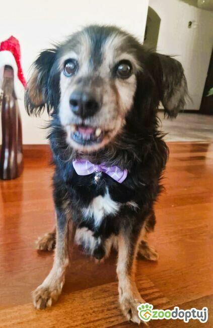 DZIADZIO - nie chce wracać do schroniska, ADOPTUJ!