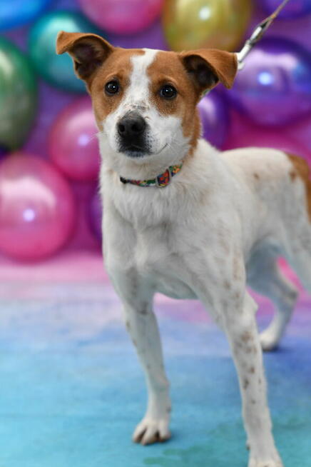 Uroczy Guliwer prosi o kochający domek!