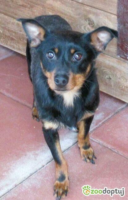 ZORRO - niewielki psiak w typie pinczera szuka domu