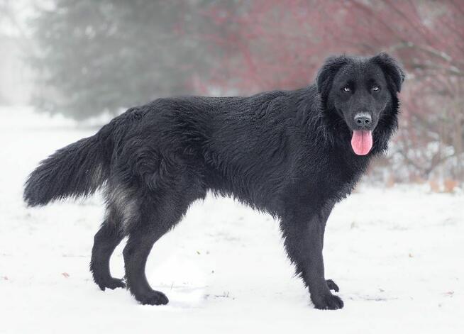 Baffi szuka domu, młody, pies, aktywny