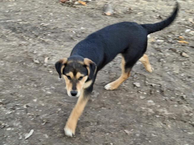 Szczeniak BADI czeka na dom