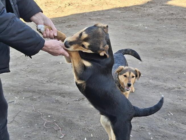 Szczeniak BADI czeka na dom