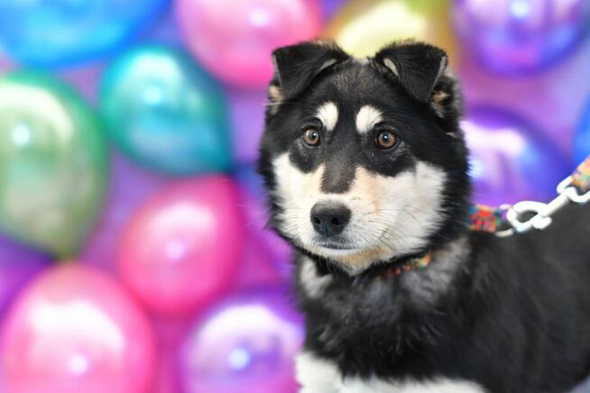 Urocza Alinka szuka rodzinki do pokochania!