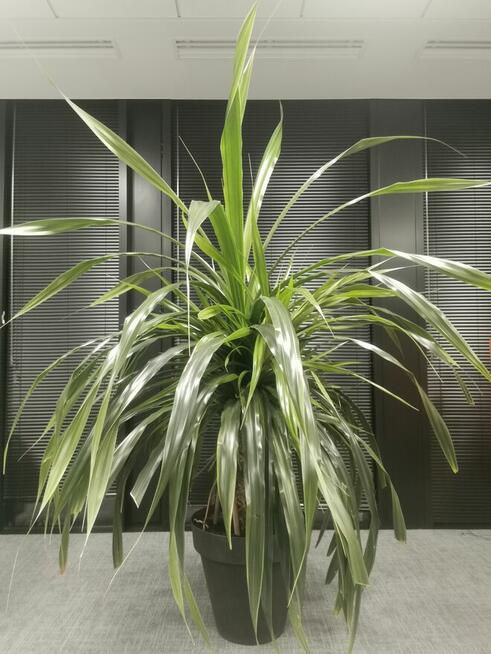 Ogrodnik, Serwis roślin