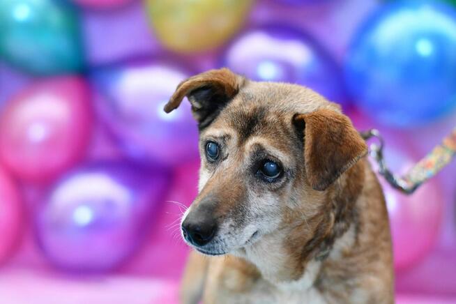 Seniorek Felek prosi o kochający domek!