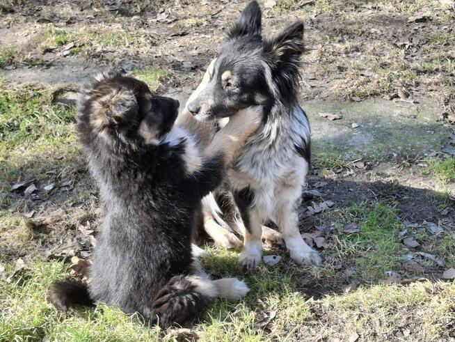 Szczeniak HEKTOR czeka na dom