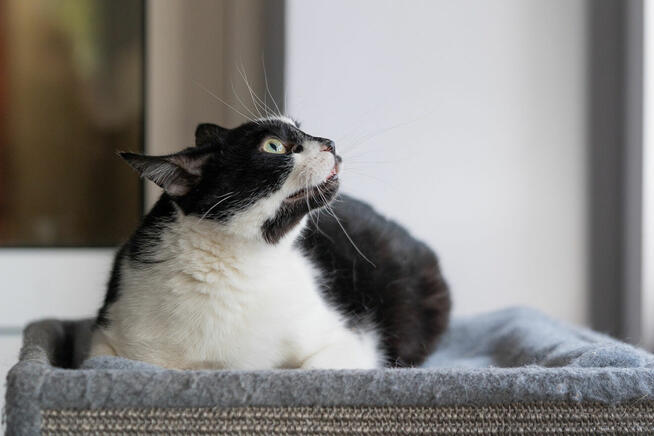 Kotek Fajer szuka domu -schronisko Zgierz-aktualne