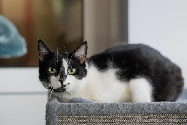 Kotek Fajer szuka domu -schronisko Zgierz-aktualne