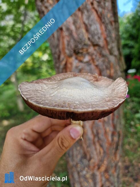 Działka Rekreacyjna ROD 500m2 Paluch 1 Włochy, Warszawa