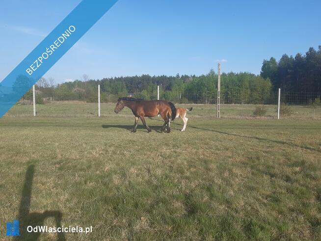 Sprzedam Dom na dużej działce