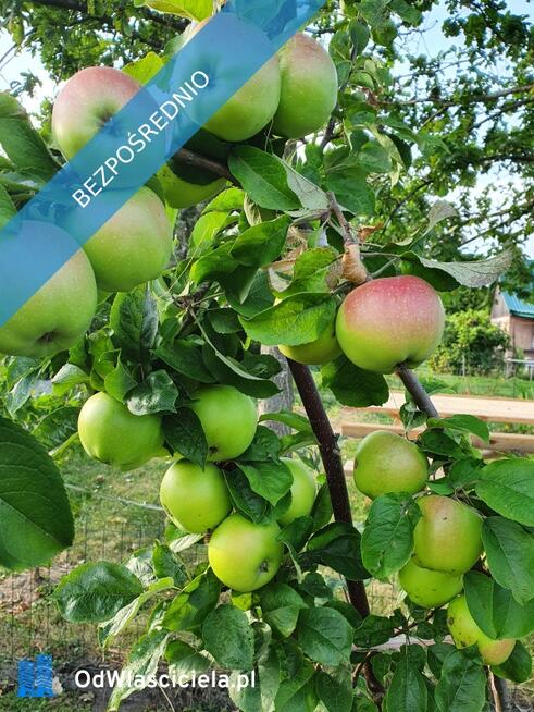 Działka ROD Mickiewicza