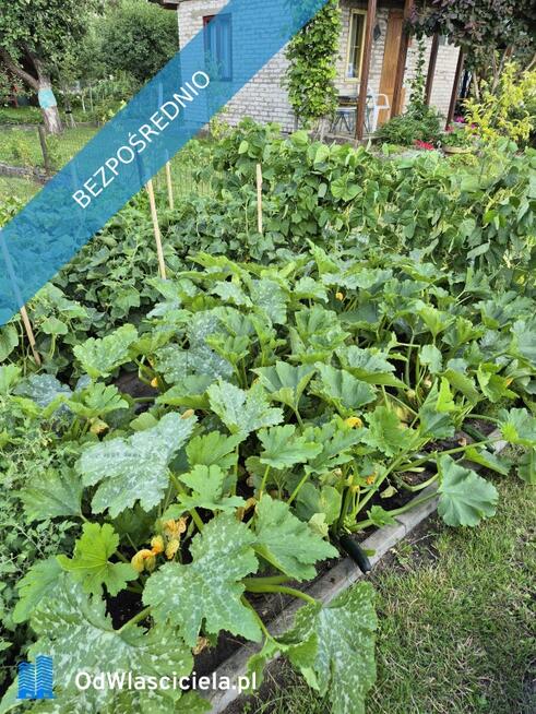 Działka ROD Mickiewicza