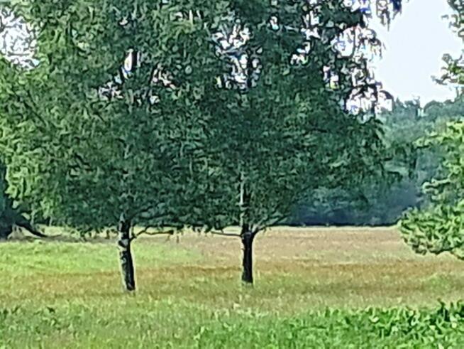 Działka budowlano-rolna 11 800 m2 m2 w gm. Radziejowice