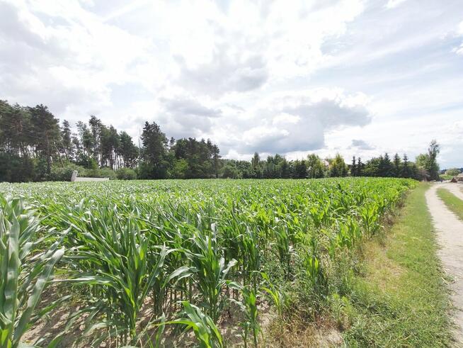Działka usługowa Wysoczka gm. Buk,