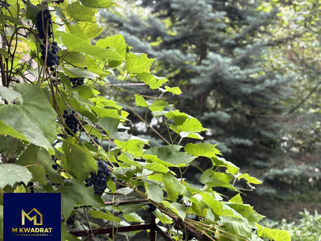 Lokal użytkowy Gdynia Śródmieście, Świętojańska