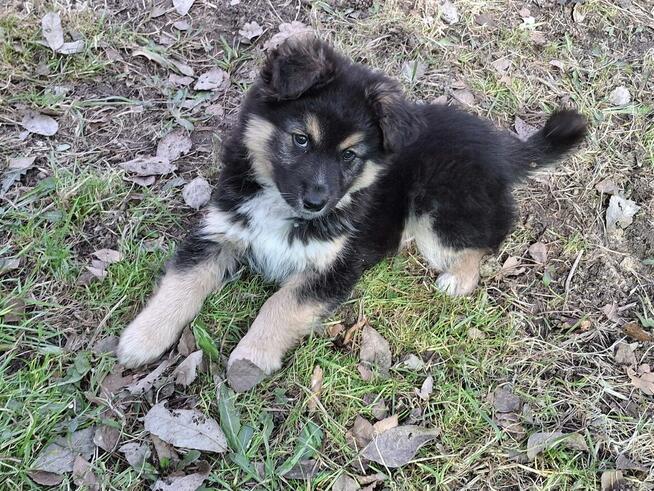 Szczeniak HEKTOR czeka na dom