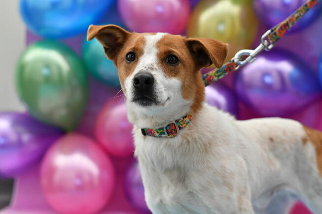 Uroczy Guliwer prosi o kochający domek!