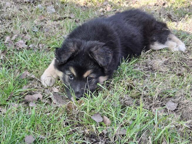 Szczeniak HEKTOR czeka na dom