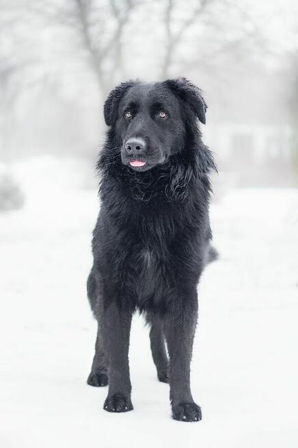 Baffi szuka domu, młody, pies, aktywny