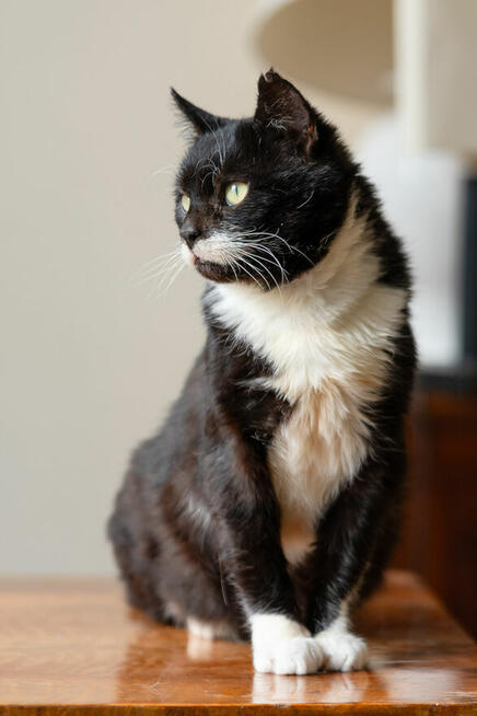 Kotek Niuniek szuka domu schronisko Zgierz-aktualne