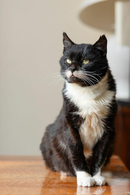 Kotek Niuniek szuka domu schronisko Zgierz-aktualne