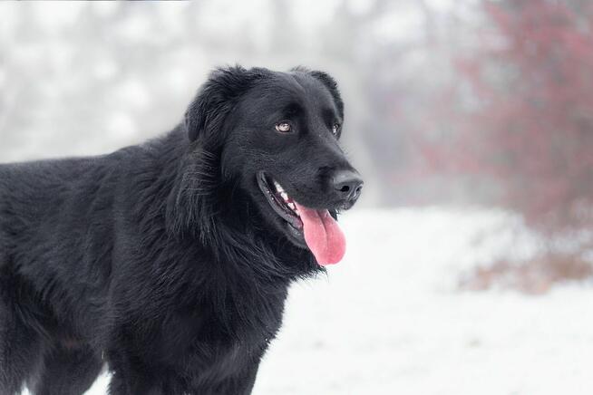 Baffi szuka domu, młody, pies, aktywny