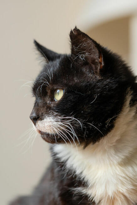 Kotek Niuniek szuka domu schronisko Zgierz-aktualne